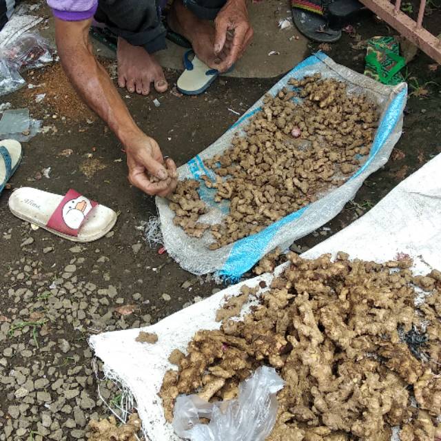 

Jahe merah dan putih terlaris