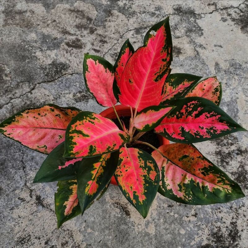 { BISA COD } Aglonema Kochin Red Paramruay Remaja | Tanaman Hias Bunga Aglonema Kochin Paramuai Mera