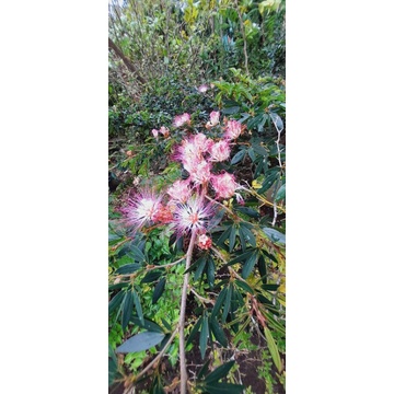 Bibit sulimaraja / Surinamensis / Kaliandra