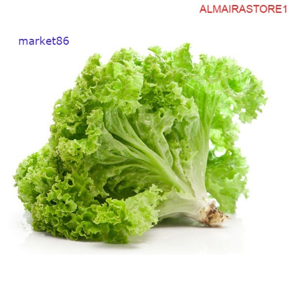 

Grosir Sayur Sayuran Segar FRESH Selada Lalap 250 Gram - Market86