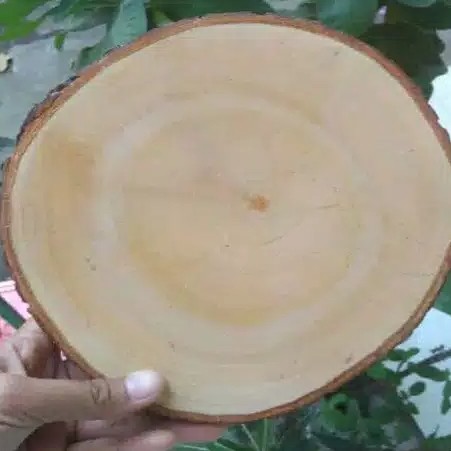 Wood slice potongan kayu tlenan dekorasi rustic