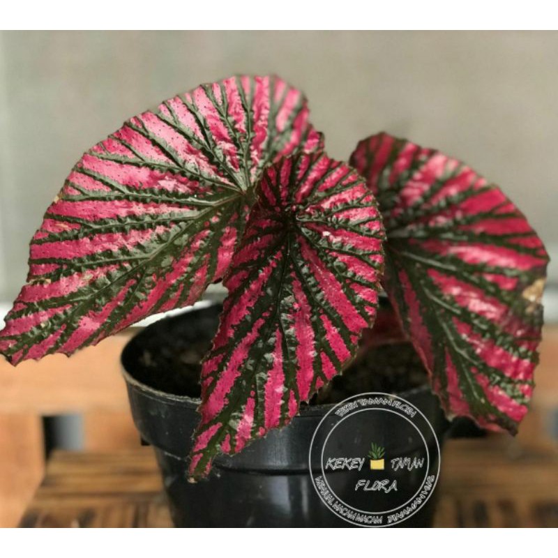 Tanaman Hias Begonia Rex Walet-Begonia Rex Walet Cantik