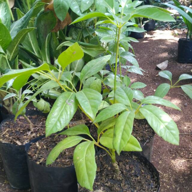 Tanaman hias walisongo daun besar