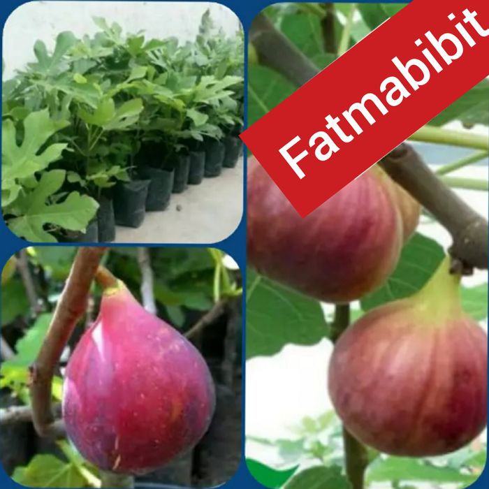 Bibit buah tin merah