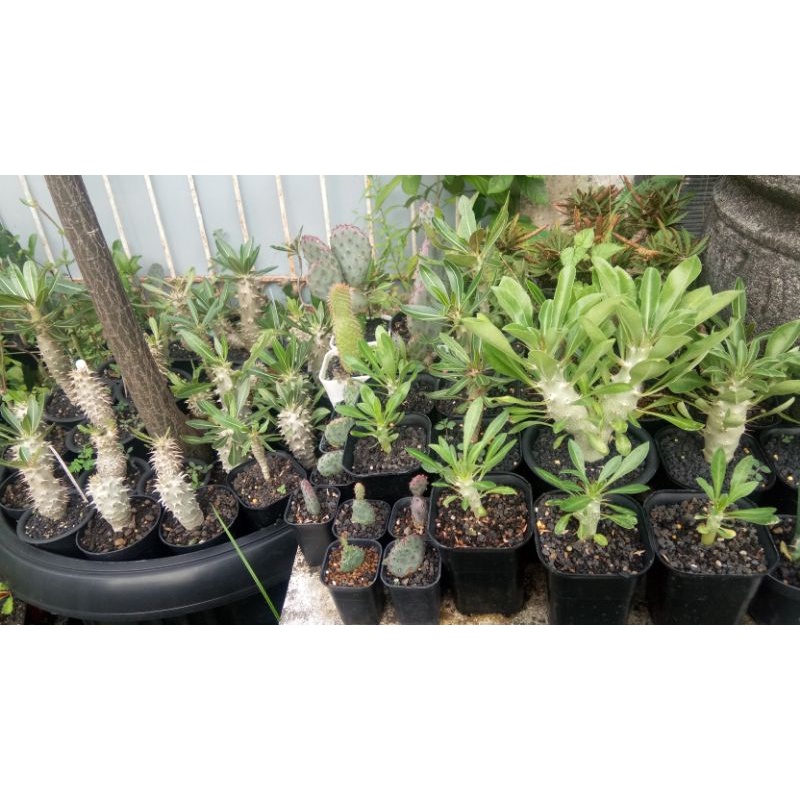 pachypodium horombense