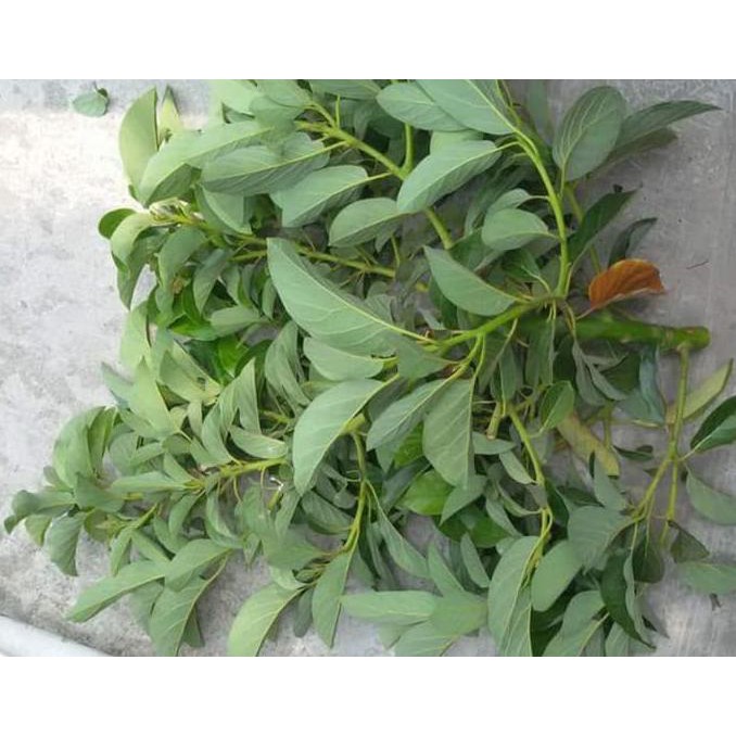 *_@ 10 BIBIT PUCUK ENTRES ALPUKAT ALIGATOR UNGGUL 1#