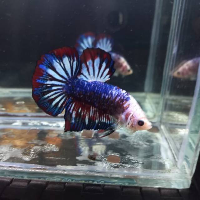 Cupang Giant HMPK Blue Fancy BO 5