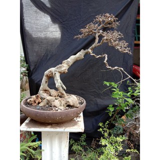 Bonsai Penjing Pohon Serut Gaya On The Rock Tebing Cascade Air Terjun Shopee Indonesia