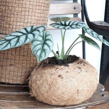 Open DS] kokedama sabut kelapa pot siap pakai ukuran besar