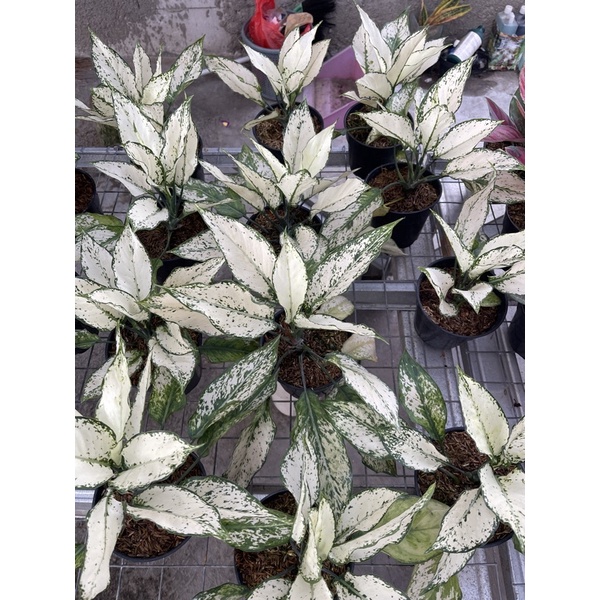 aglonema siam paragon