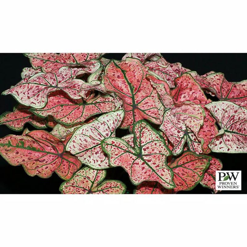 Umbi Keladi Caladium Florida Heart to Heart™ Raspberry Moon
