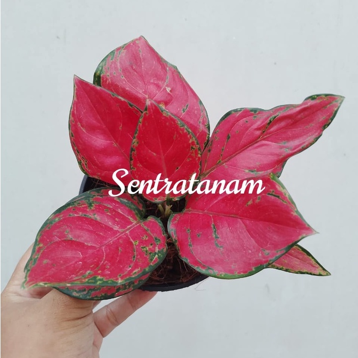 Jual Tanaman Hias Aglonema Red Anjamani Tanaman Teduh Tanaman Hidup