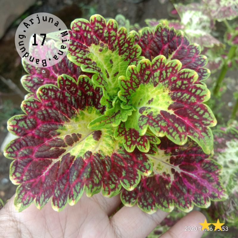 miana kode 17 /Arjuna Miana Bandung