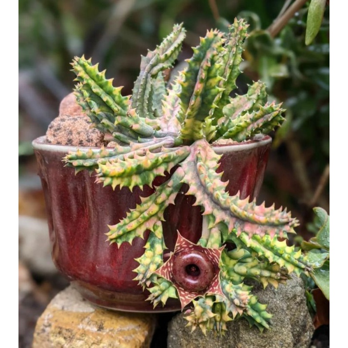 HUERNIA ZEBRINA VARIEGATA / HUERNIA / KAKTUS / KAKTUS MINI / POTELAN KAKTUS / BIBIT KAKTUS / HUERNIA