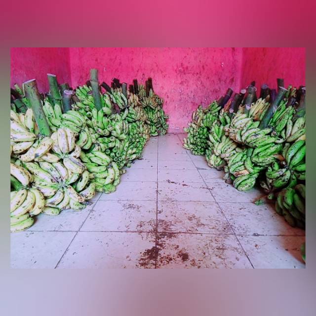 

1tandan pisang uli superr mateng/mentah