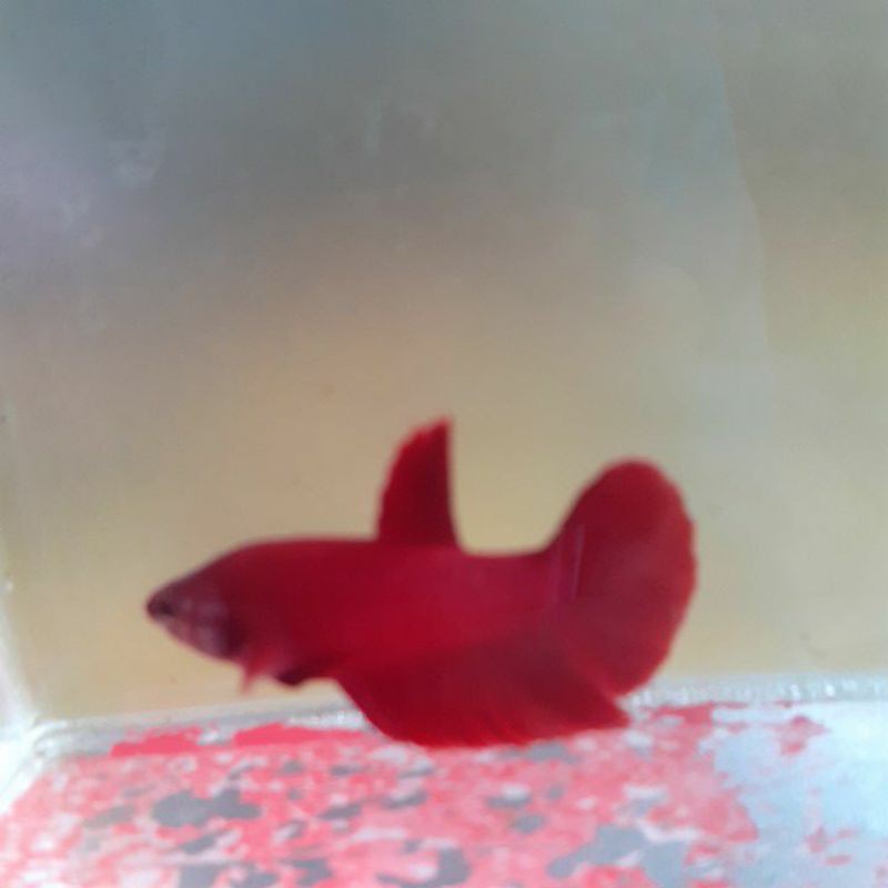 ikan cupang super red male/female