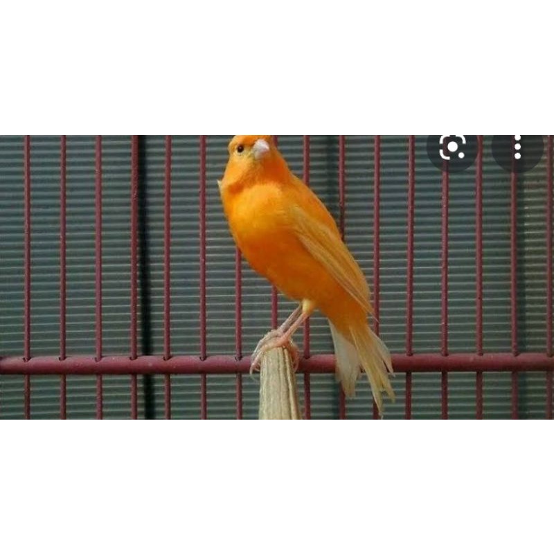 kenari oren loper bahan body big