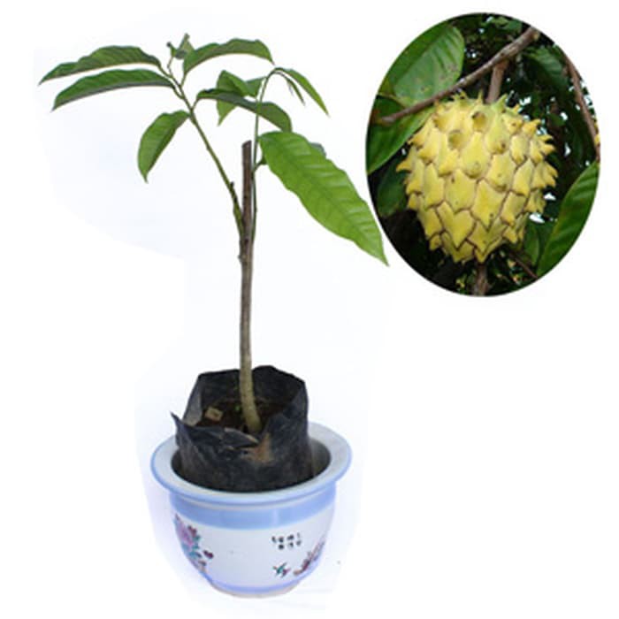 BIRIBA / SRIKAYA NANAS