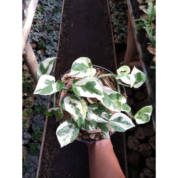 tanaman epipremnum njoy/tanaman sirih gading njoy