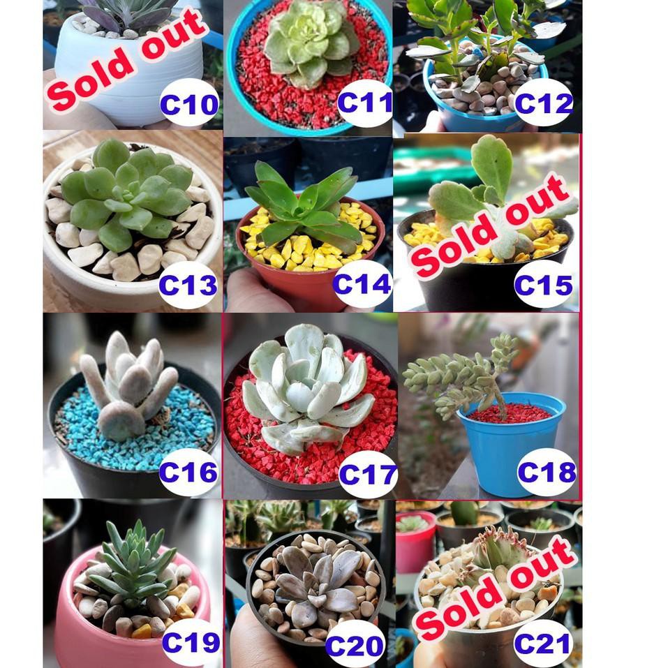 3.3 Terlaris Kaktus dan sukulen (tanaman saja)