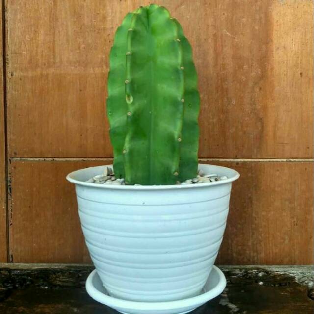  KAKTUS  KOBOI  MINI Shopee Indonesia