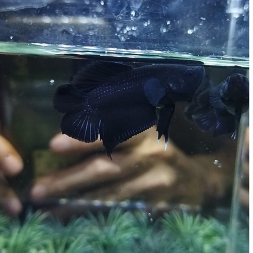 (100% REALPICT) SEPASANG PLAKAT DOUBLE TAIL/PKDT/DTPK BLACK LACE (KODE AS1)