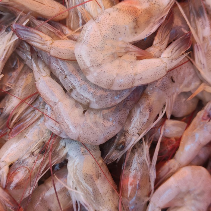 udang kecil segar pasar online makassar