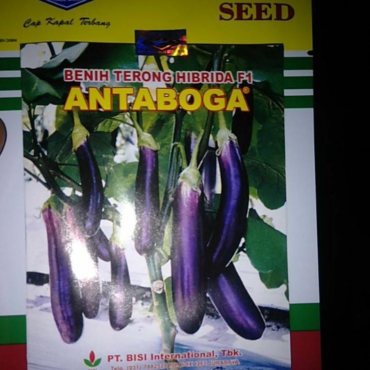 Best Seller.. Benih Terong Hibrida f1 ANTABOGA