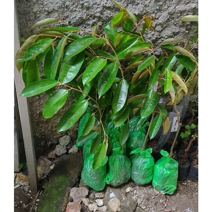 Bibit durian super tembaga