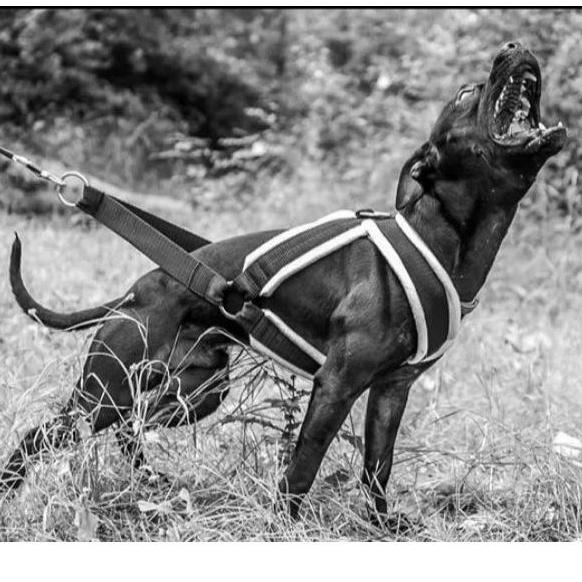 HARNESS PULLING/TARIK BEBAN ANJING PITBULL DAN ANJING BESAR