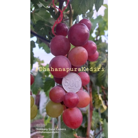 cutting Anggur Import