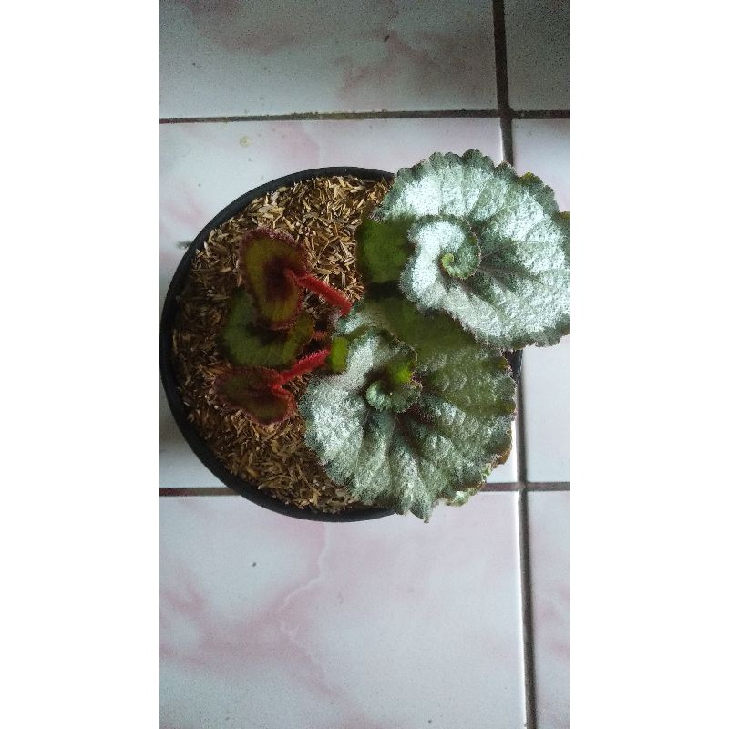 Begonia keong