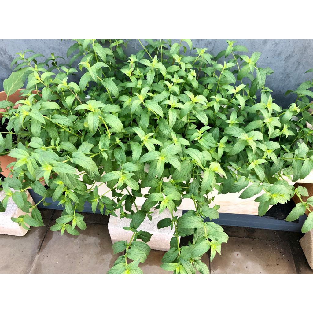 ~Cutevina~Bibit Tanaman Mojito Mint ( Per stek / Batang )