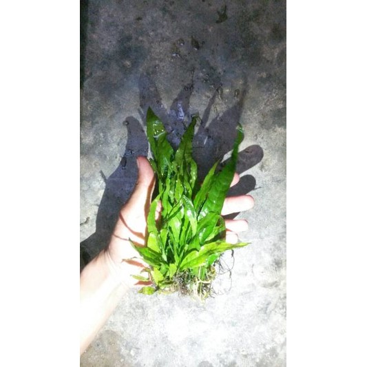 Jual Microsorum Java Fern Aka Kadaka Shopee Indonesia