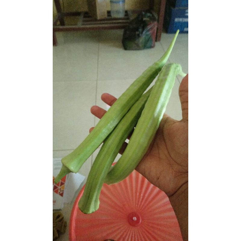 Jual Benih Biji Okra Hijau Panjang Biji Kemasan Shopee Indonesia