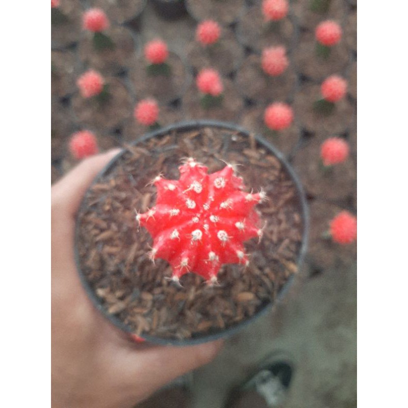 Kaktus GYMNO IMPORT korea grafting 3 warna