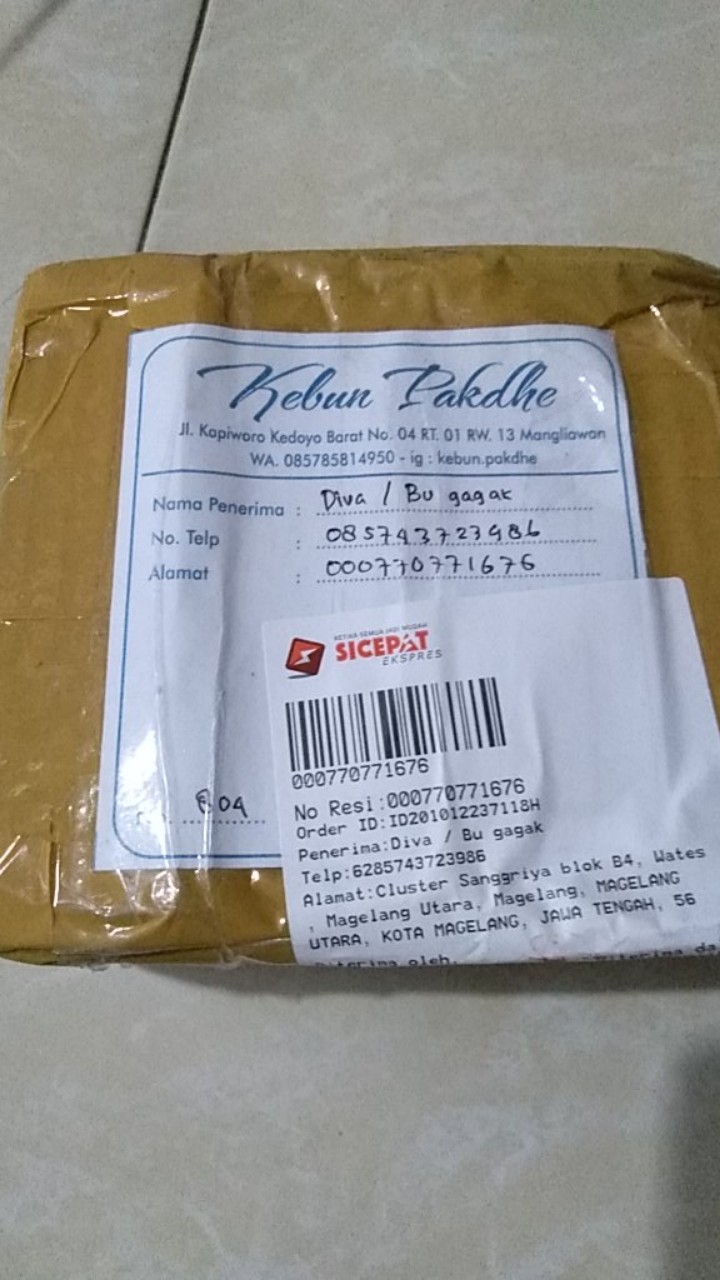 Seedling Anggrek Dendrobium