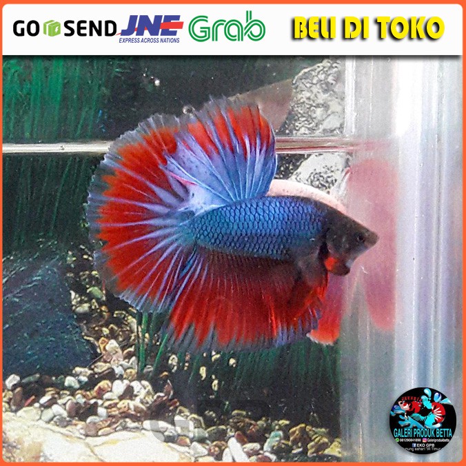 COD Ikan Cupang Halfmoon Ikan Cupang Hias Halfmoon Big Size Ikan Laga Halfmoon