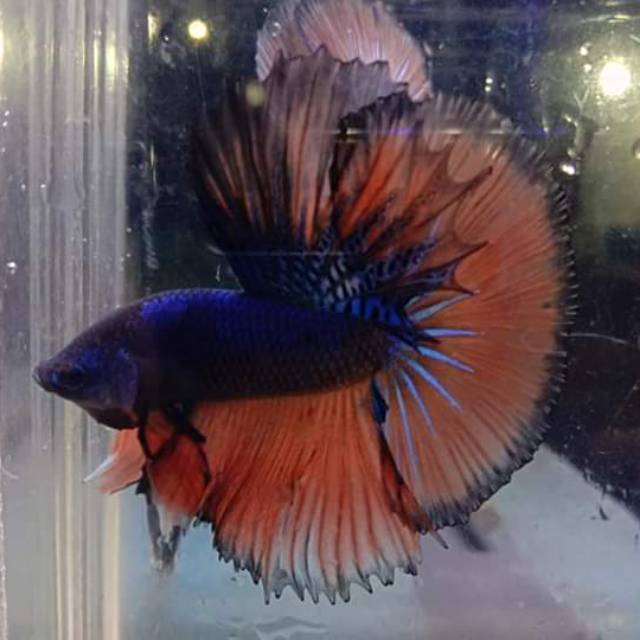 Halfmoon rosetail crossingan