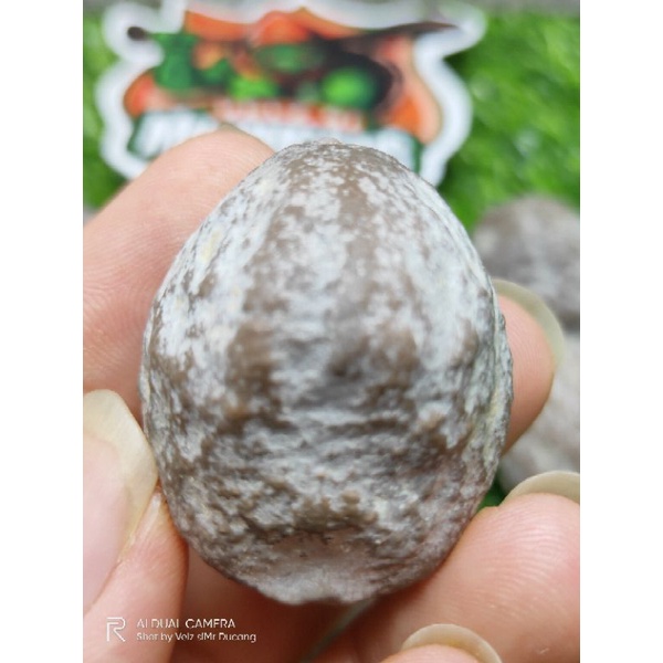 MUNCANG ADU JAYANTI REDI ORIGINAL 100%