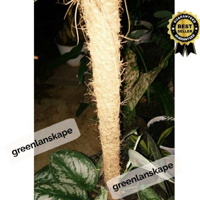 Turus Penyangga Tanaman Hias Rambat Monstera Deliciosa- Philodendron -sygonium P