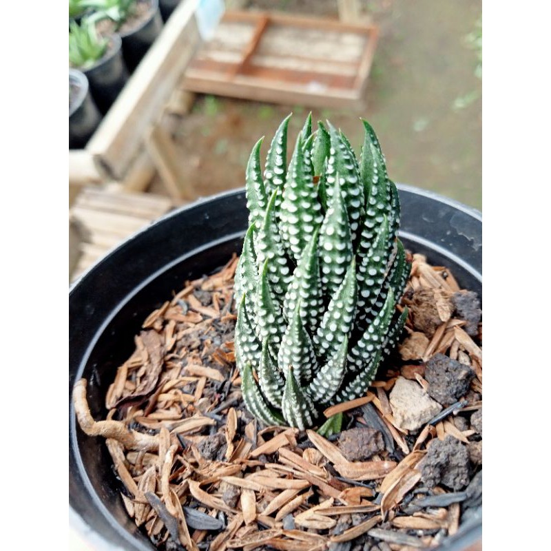 Haworthia Reinwarthi