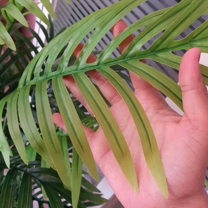 Pohon Palm Pakis Tinggi 1,25 METER ( Tanpa Pot )