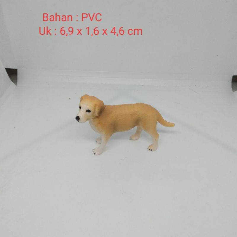 Miniatur Anak Anjing Golden Retriever