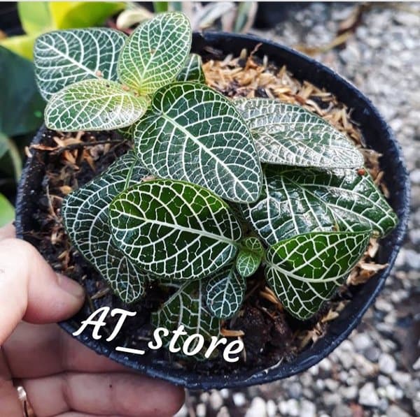PROMO tanaman hias episcia mutiara - fittonia - episcia .