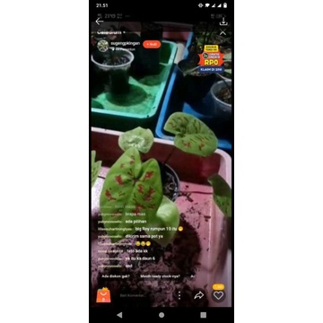 tanaman bunga caladium yellow leopard