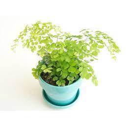 Tanaman hias suplir tanaman hias hidup suplir tanaman hias murah suplir daun kecil pohon suplir daun