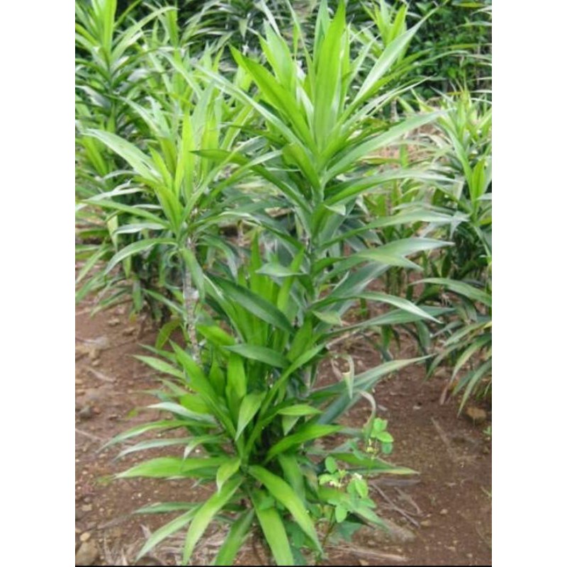 

Daun suji segar per lembar