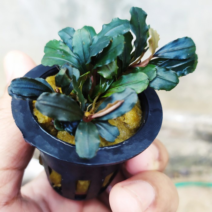 

TERMURAH bucephalandra brownie blue
