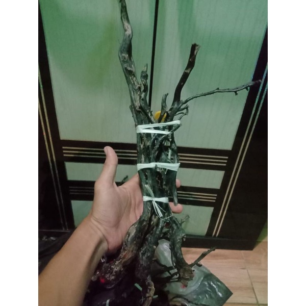 bahan pohon akar bahar merah natural asli super